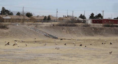 Goats cleaning the retention pond in Las Cruces 2011