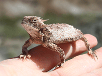 Horny toad lizard