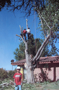 Tree Care Company in Las Cruces