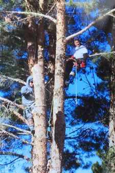 Dead pine tree removal in Las Cruces