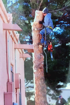 Pine tree close to home removal in Las Cruces