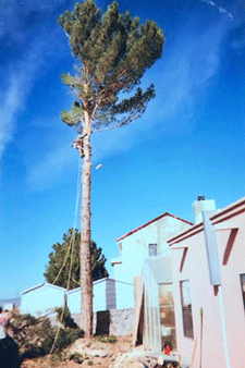 Large tree removal service in Las Cruces