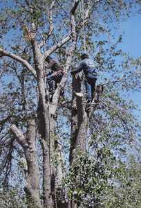 Tree Pruning in Las Cruces, NM