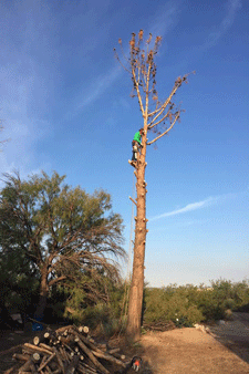 Pine tree removal company in Las Cruces, NM