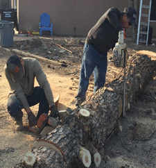 Tree removal service in Las Cruces