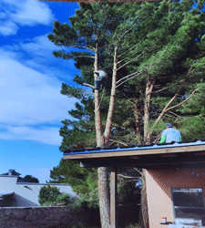 Cutting down a pine tree in Las Cruces