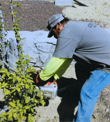 Tree pruning service in Las Cruces