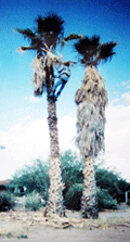 Palm Tree Pruning in Las Cruces