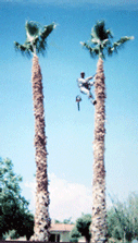 Pruning Palm Trees in Las Cruces