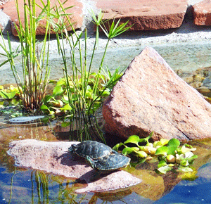 Green Lizard Landscaping in Las Cruces