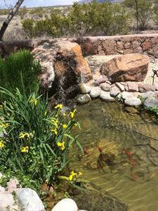 Water gardens and koi ponds installed in Las Cruces
