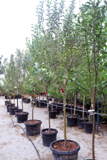 Garden center in Las Cruces with shade trees for sale