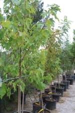 Large trees for sale in Las Cruces