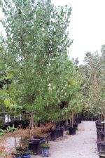 Large shade trees at Natura Greenhouse and Garden Center in Las Cruces, NM