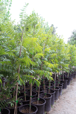 Pecan trees for sale in Las Cruces, NM