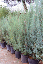 Evergreen trees for sale in Las Cruces, NM