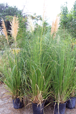 Pampas grass for sale in Las Cruces