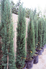 Evergreen shrubs and trees at Las Cruces Garden Center