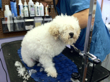 Professional dog grooming in Las Cruces
