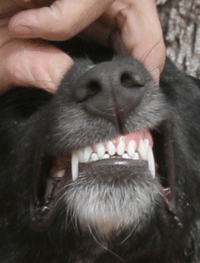 Dog showing teeth