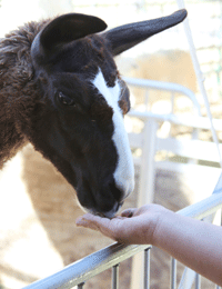 Petting Zoos in Las Cruces