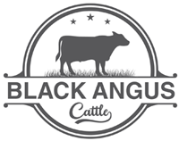 Black Angus Cattle Ranch in New Mexico
