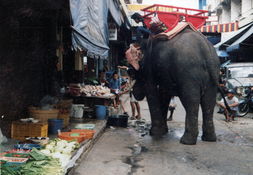 Elephant on the street in Ayuthaya, Thailand