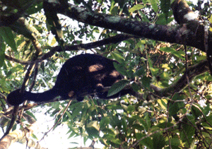 Howler monkey in Belize