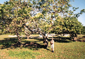 Cashew tree in Belize