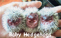 Hedgehogs in Carnac