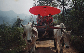 Oxen ride in Chiang Mai, Thailand