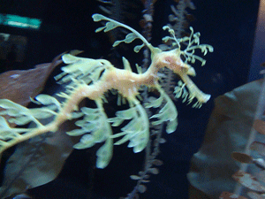 Shedd aquarium in Chicago, Illinois