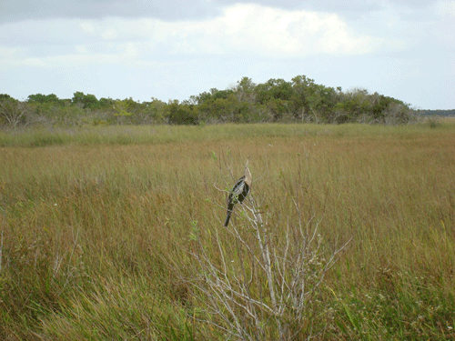 Grassland in Everglades, Florida
