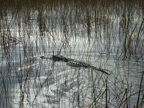 Alligator in Everglades, Florida
