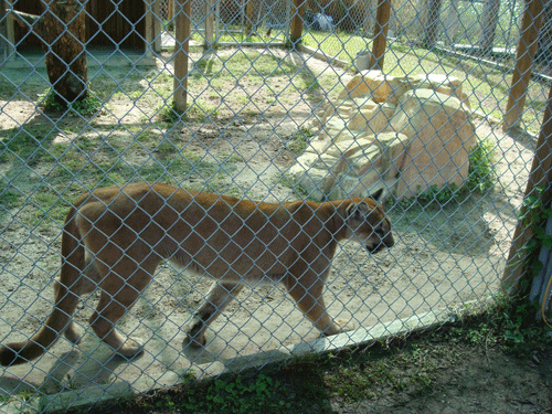 Florida panther in Everglades, Florida