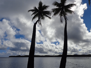 Palm trees on Fiji island