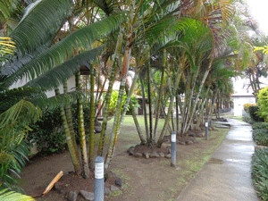 Palm tree lined street on Fiji Island