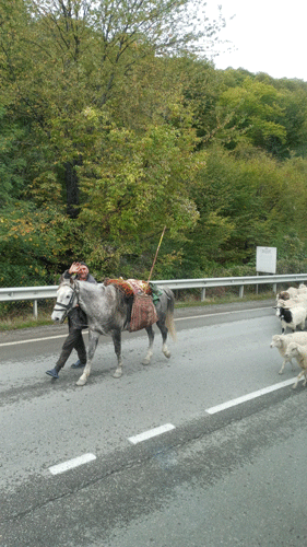 Horse traveling Georgia's Military Highway