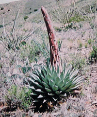 Agave plant at The Hembrillo Battlefield in New Mexico