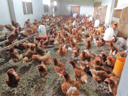 Chicken farm in Tanzania