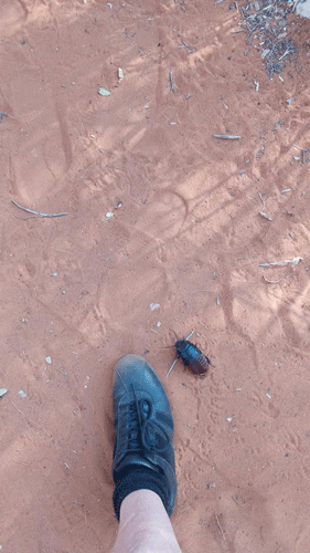 Hissing cockroach in Ifaty, Madagascar