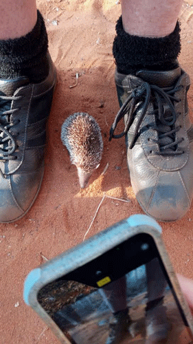 Hedgehog in Ifaty, Madagascar