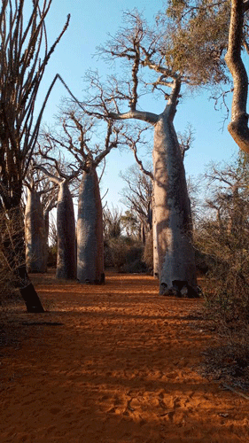 Boabab trees in Ifaty, Madagascar