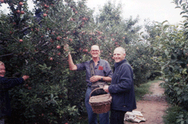 Apple orchard in Inner Mongolia