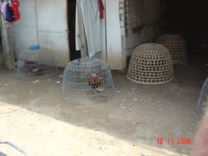 Caged chickens in Mekong Delta, Vietnam