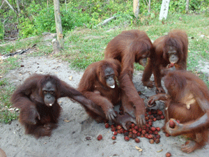 Orangutans eating strawberries at the OFI Center in Borneo, Asia