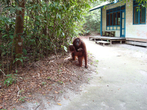 Mama and baby orangutan at the OFI Center in Borneo, Asia