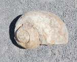 Sea shell in Salalah, Oman