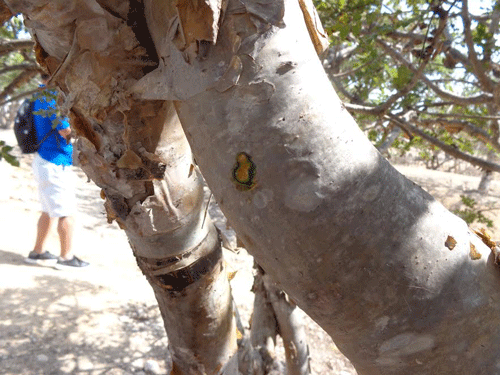 Frankincense tree bark in Salalah, Oman
