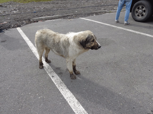 Feral dog in Tibilisi, Georgia